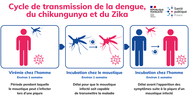 Le cycle de transmission maladies vectorielles