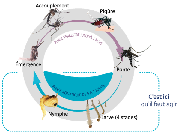 Le cycle de vie du moustique